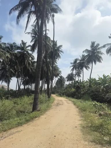 A dirt road lined with tall coconut palms under a cloudy sky
